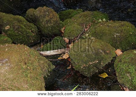 Dense Forest Next To The Agios Nikolaos Park Naousa Greece
