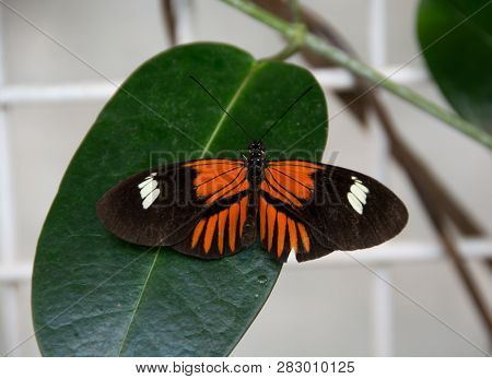 A Beautiful Doris Longwing Butterfly Sitting On A Green Leaf.