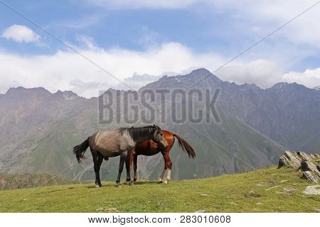 Brown And Gray Horses Stand Against Mountains