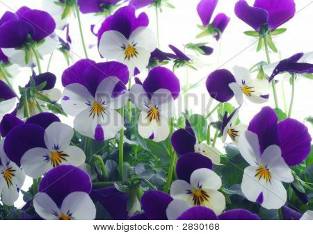 Viola Tricolor