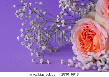 Delicate Wedding Arrangement With A Beautiful Peach Rose And A Sprig Of Babys Breath On A Purple Bac