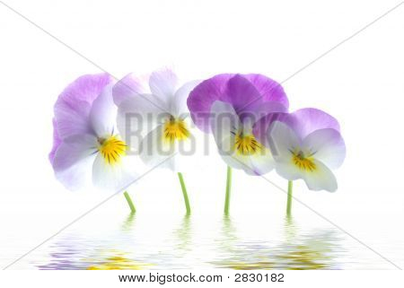 Violett Viola Tricolor