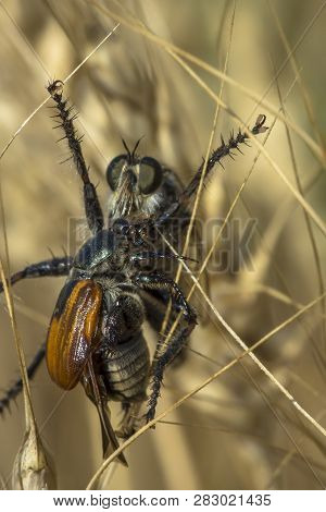 A Large Ktyr Caught The Beetle, Killed It And Began To Suck The Victim Clinging To The Grass
