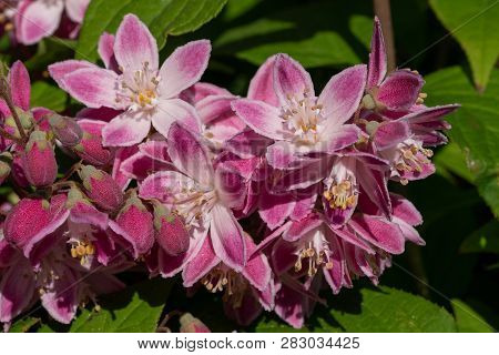 Strawberry Deutzia (deutzia Hybrida), Close-up Of The Flower Head