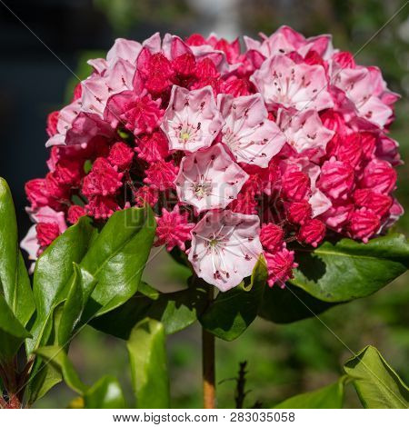 Mountain Laurel (kalmia Latifolia), Close Up Of The Flower Head
