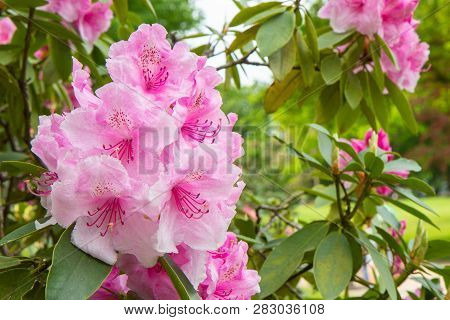 Rhododendron Frowers At The Sophienholm Garden, Skane, Sweden