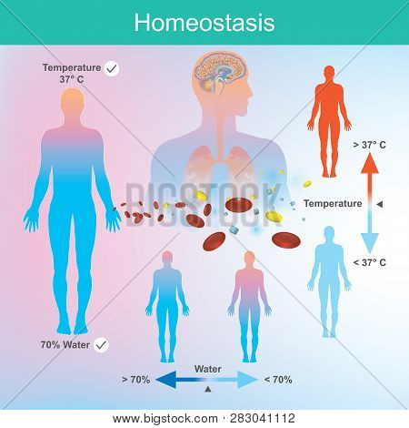 The Human Needs Water And Body Temperature In The Right Amount. The Nervous System And The Brain Res