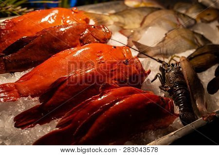 Large-eye Dentex Or Dentex Macrophthalmus On Ice For Sale In The Greek Fish Market On The Background