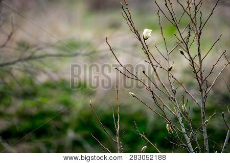 Magnolia Bush In The Spring, Latvia. Flowering Bush With Magnolia Flowers. White Flowering Shrub On 
