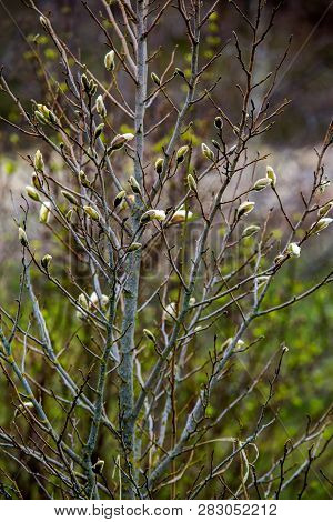 Magnolia Bush In The Spring, Latvia. Flowering Bush With Magnolia Flowers. White Flowering Shrub On 