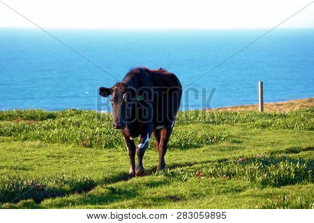 Cow Walking And Grazing On A Lush Field Overlooking The Pacific Ocean Taken On Ranchlands In The Rur