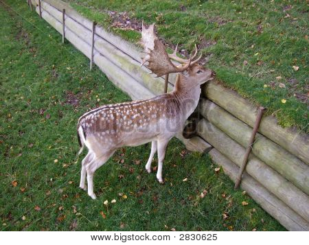 緑の芝生の動物園で若い鹿