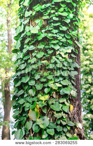 Creeper Plant On Tree Trunk. Natural Green Leaves And Tree Bark Background.
