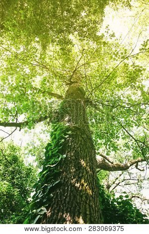 Green Tree Top In Soft Summer Sunlight