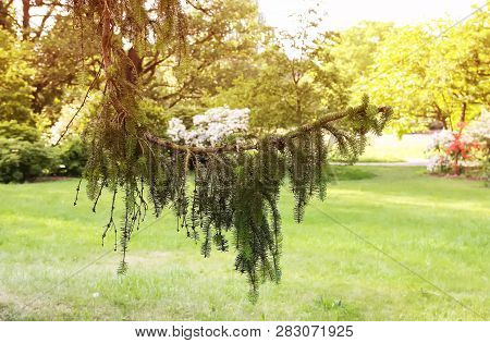 Green Spruce Tree Branch In Sunlight On Spring Park Background.