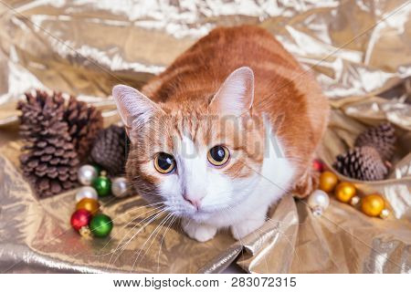 Over Shot Cute Wide Eyed Kitty Cast Looking Into Camera Golden Backdrop Christmas Decorations Pineco