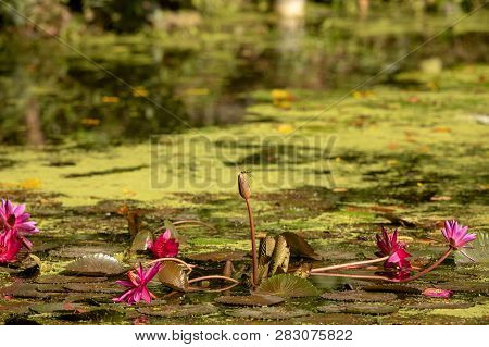 Pond With Lily Pads. Dragonfly Sits On Water Lily. Wetland Center At Sungei Buloh Wetland Reserve.