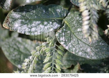 Powdery Mildew Caused By Golovinomyces Asperifoliorum On Green Leaf Of Prickly Comfrey Or Symphytum 