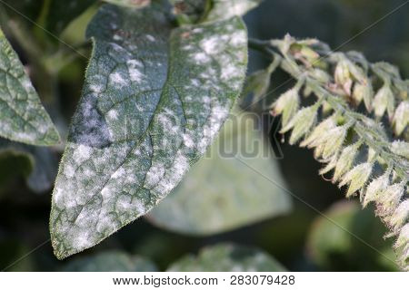Powdery Mildew Caused By Golovinomyces Asperifoliorum On Green Leaf Of Prickly Comfrey Or Symphytum 