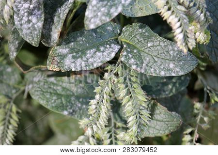 Powdery Mildew Caused By Golovinomyces Asperifoliorum On Green Leaves Of Prickly Comfrey Or Symphytu