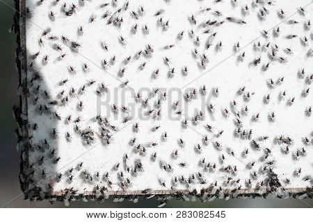 A Swarm Of Flying Ants Gather On A White Background