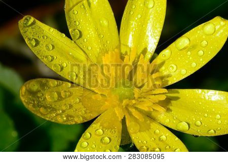 Macro Shot Of A Lesser Celandine Covered In Dew Droplets