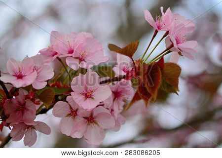 Close Up Of A Branch Of Cherry Blossom