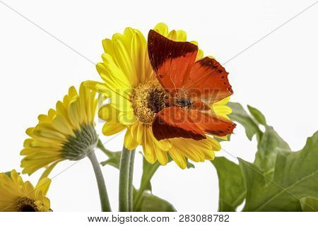 Tawny Rajah Butterfly Charaxes Bernardus On A Yellow Daisy