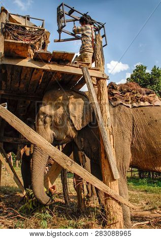 Thai Elephant Keeper Arranges Elephants Straps And Chair.