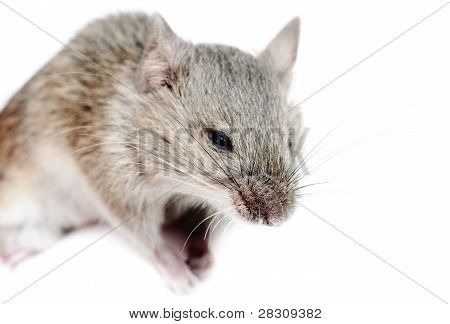 micromys Minutus 마우스 스튜디오 샷 격리에 화이트