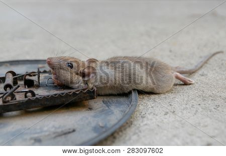 Disposal Dead Mouse Caught In Mousetrap In House Mice Control