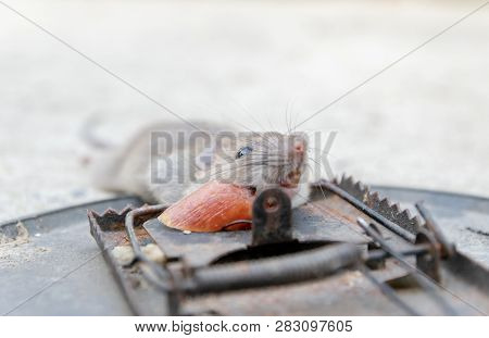 Disposal Dead Mouse Caught In Mousetrap In House Mice Control