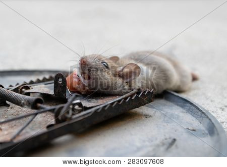 Disposal Dead Mouse Caught In Mousetrap In House Mice Control