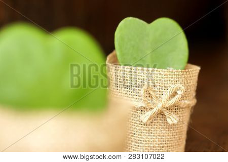 Blurred Hoya Cactus In Sackcloth Flower Pot On One Hoya Cactus And Blurry Background. Focus On Back 