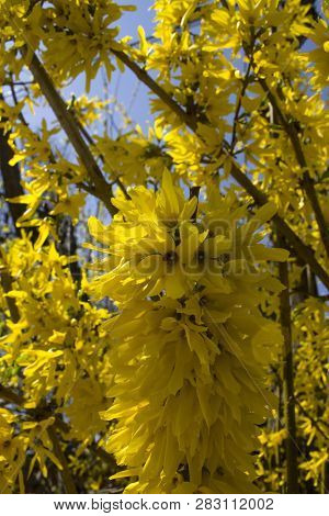 Bush Yellow Blooming Forsythia Close-up Against A Clear Blue Sky In The Spring
