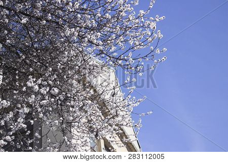 Cherry Tree On The Left Side Of The White Historic Building On The Background Of A Clear Blue Cloudl