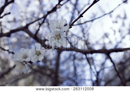 Blossoming Cherry Blossoms On A Branch With Swollen Buds On A Background Of Unfocused Clear Blue Sky