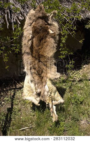 Hanging Wolf Skin Brown Close-up On The Background Of Hanging Branches With Green Leaves On A Sunny 