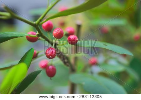 Red Orangeberry Fruit Tree In Nature Field.