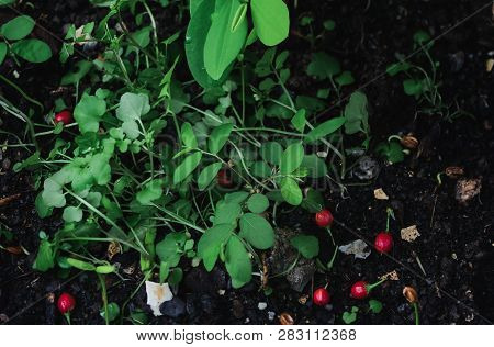 Red Orangeberry Fruit Tree In Nature Field.