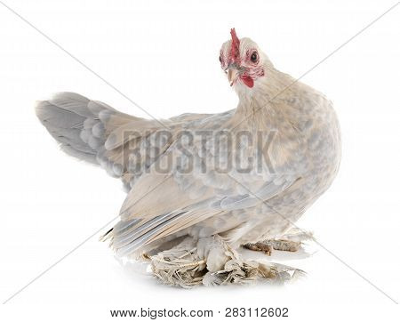 Dutch Booted Bantam In Front Of White Background