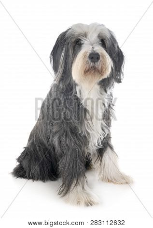 Bearded Collie In Front Of White Background