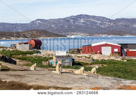 Ilulissat, Greenland - July 8, 2018: Group Of Chained Sled Dogs. Rodebay, Also Known As Oqaatsut Is 