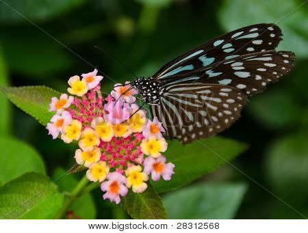 Blue Butterfly, Ideopsis Sp. Dal Giappone