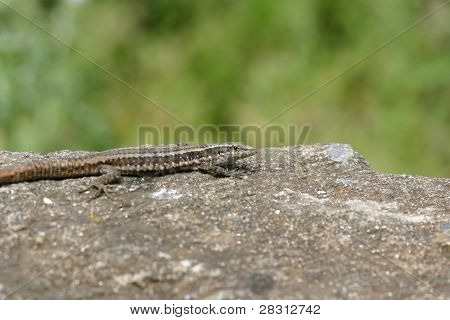 Lizzard