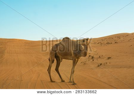 Dromedary Walking Through Desert Dunes Wahiba Sands At Sunset (oman)