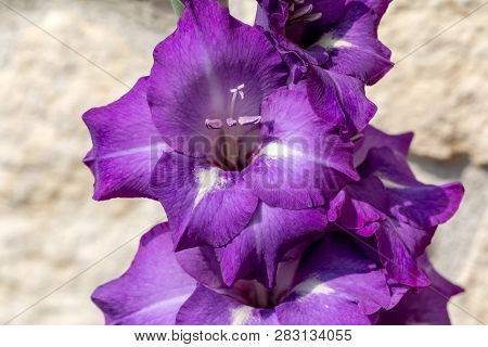 Head Of  Gladiolus Flower Against The Background Of A Limestone Wall