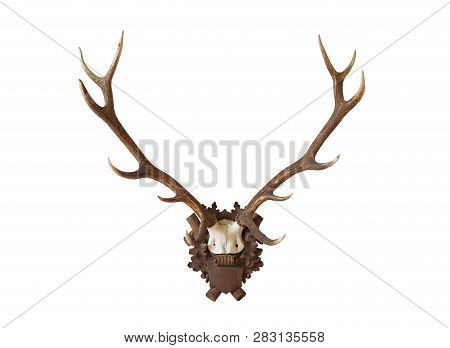 Antlers From A Huge Stag Mounted On Wood Board, Isolated On White Background