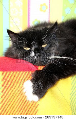 Black Cat Laying On Colored Back Of Sofa. Domectic Animal Has A Rest