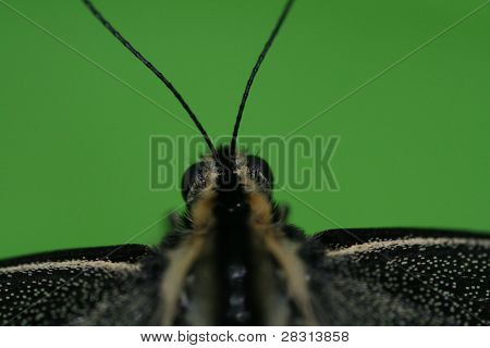 Borboleta